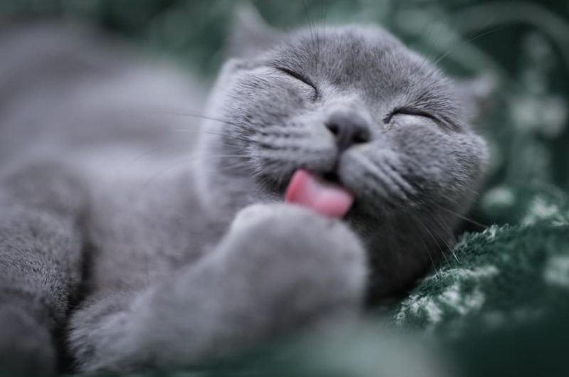grey cat licking its paws