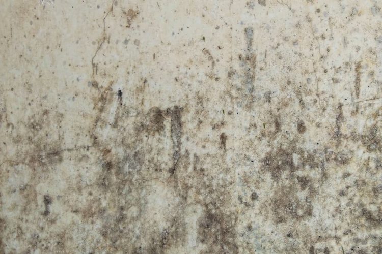 Do Humidifiers Cause Mold?